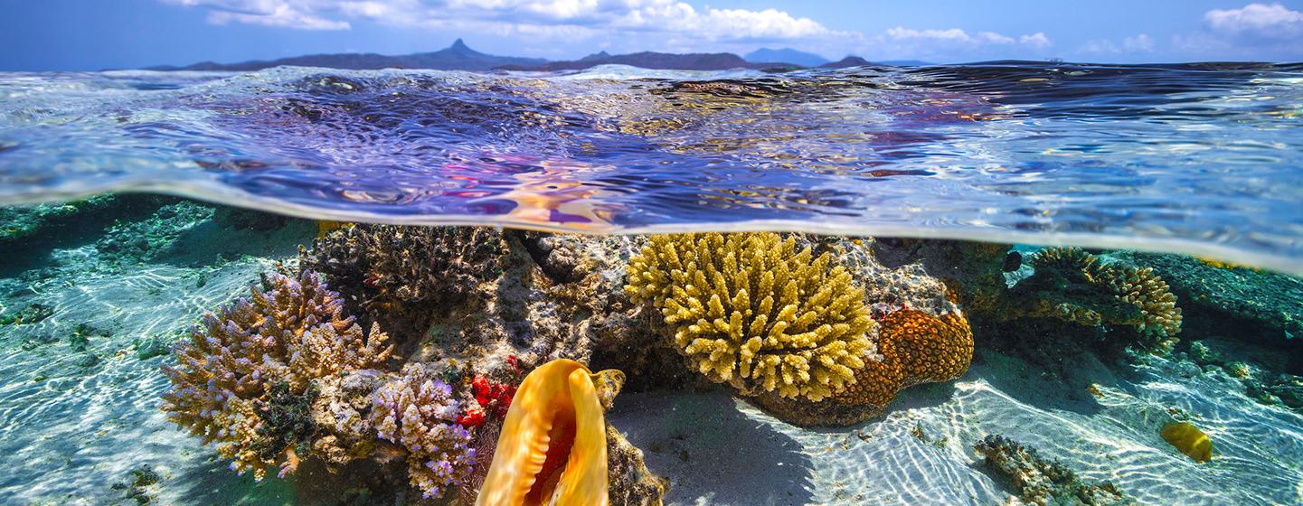 CORALS AND CORAL REEFS