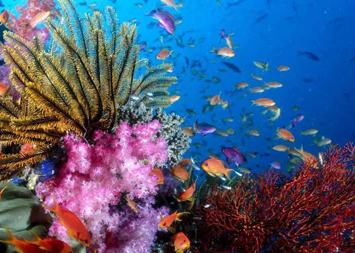 5 Mind-blowing Facts About The Ocean