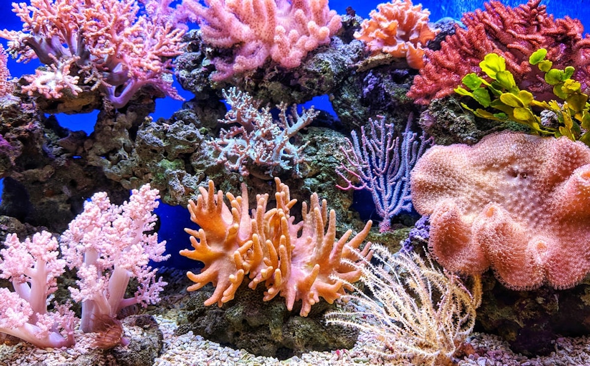 CORALS AND CORAL REEFS